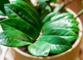 Planta Zamioculca (imagem: Canva)