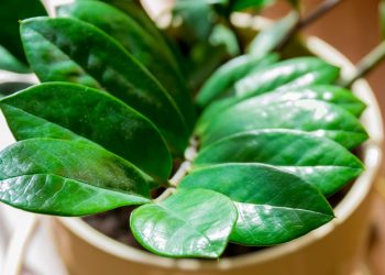 Planta Zamioculca (imagem: Canva)