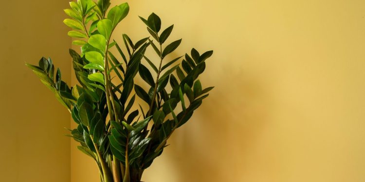 Zamioculca (imagem: Canva)