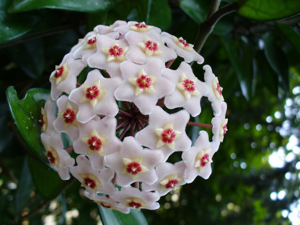 Flor-de-cera, trepadeira muito usada na ornamentação de jardins