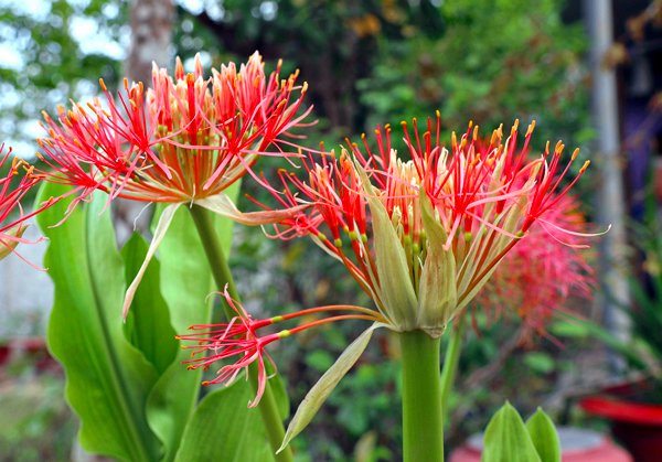 Coroa Imperial, planta ornamental de beleza exuberante