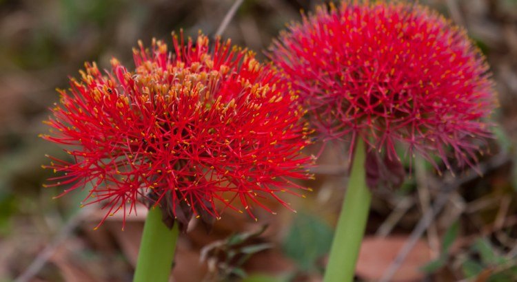 Coroa Imperial, planta ornamental de beleza exuberante