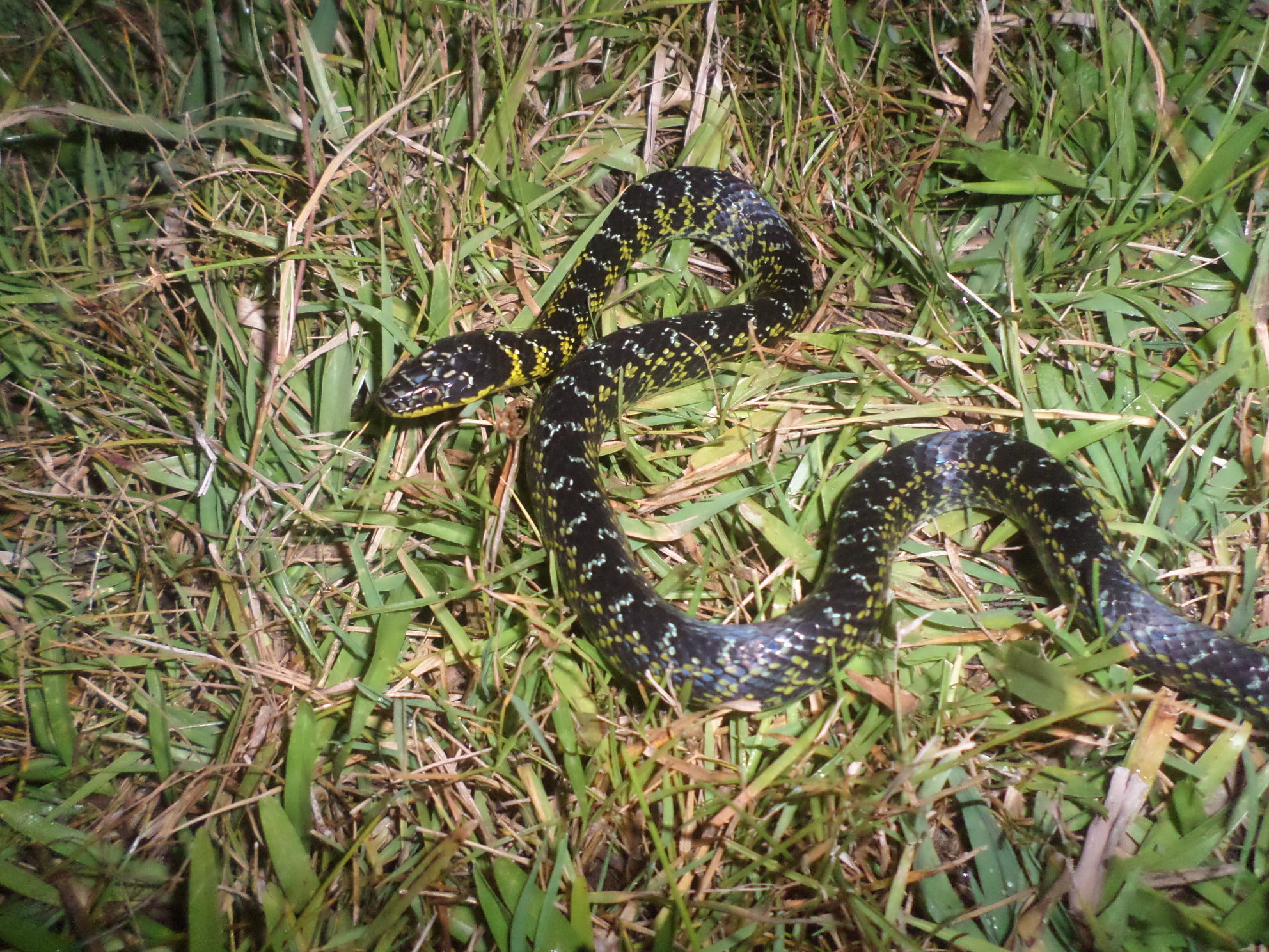 Grande Serpente Não Venenosa Com 6 Letras