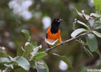 Corrupião pássaro (imagem: Ângela Quinelato)