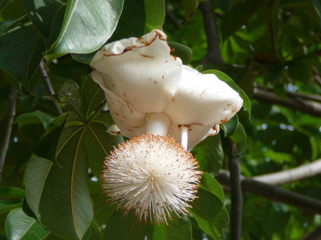 Flor do Baobá (imagem: Atamari -Wikimedia Commons)