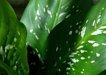 Comigo ninguém pode (imagem: Canva)