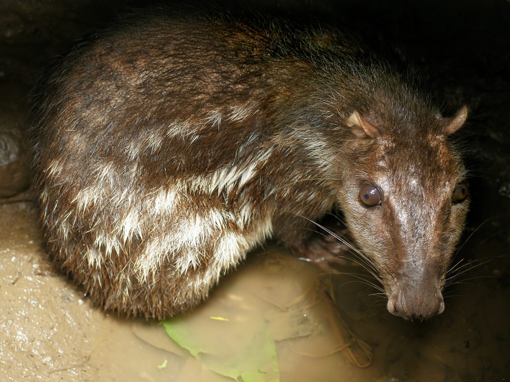 Cuniculus paca (imagem: Hans Hillewaert - Wikimedia Commons)