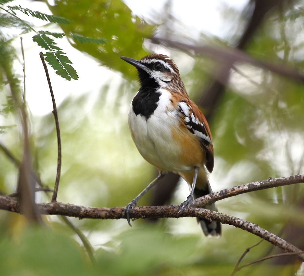 Tem-farinha-aí (imagem: Hector Bottai - Wikimedia Commons)