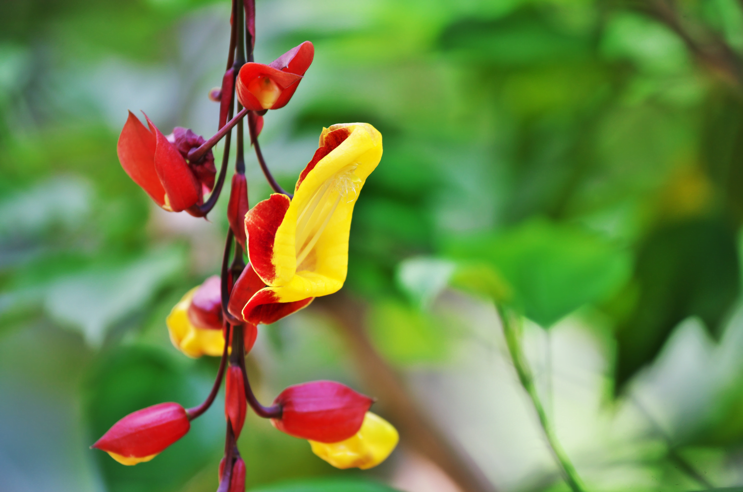 Sapatinho-de-judia, uma das plantas trepadeiras mais conhecidas no país