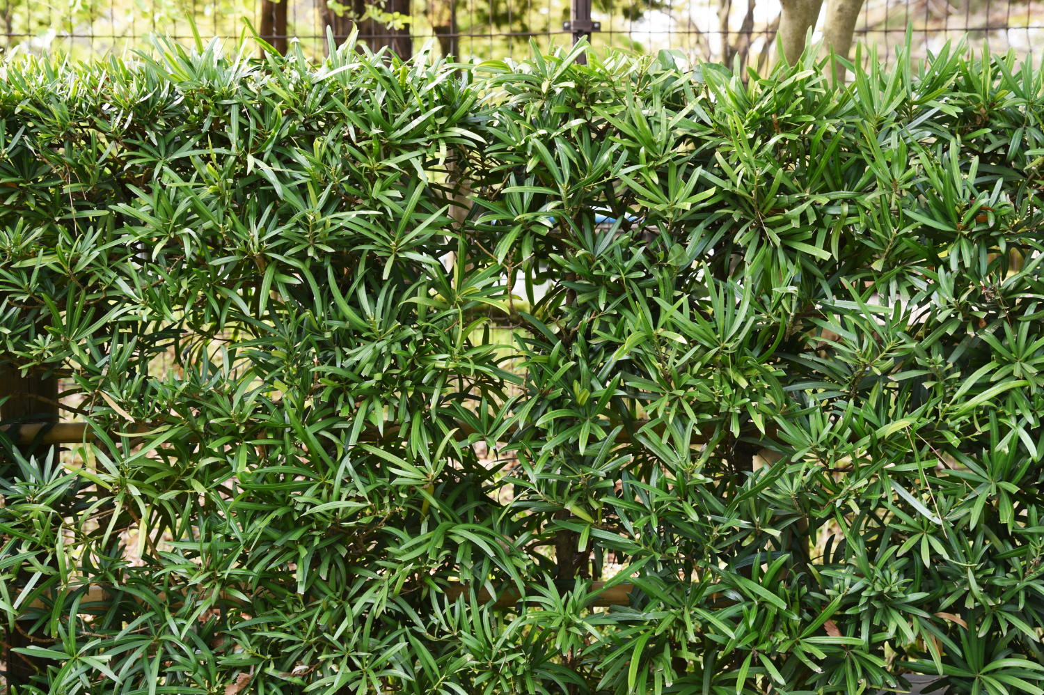 Podocarpus macrophyllus (imagem: Canva)