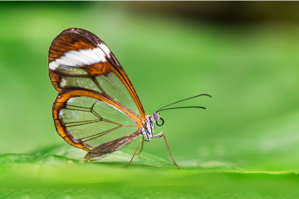 Borboleta transparente (imagem: Canva)