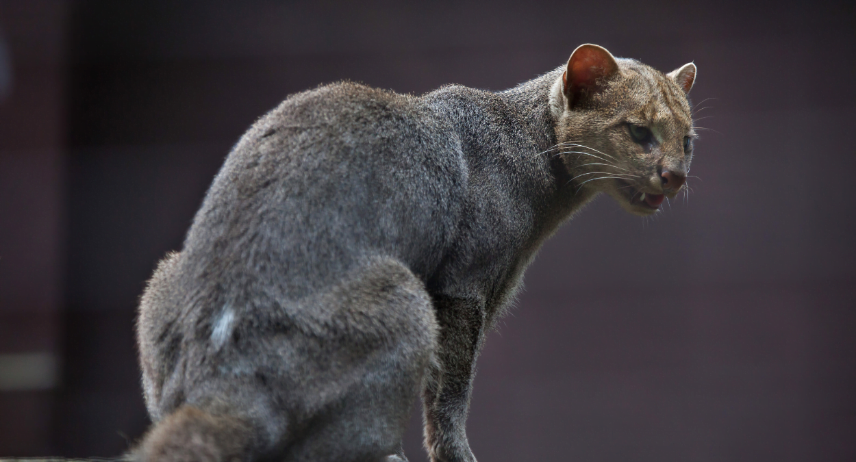 Jaguarundi (imagem: Getty Images/Canva)