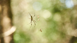 Néfila, conhecida como aranha-do-fio-de-ouro (imagem: Canva)