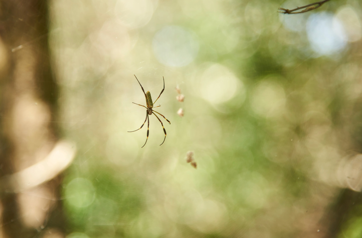 Aranha-do-fio-de-ouro (imagem: Canva)