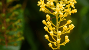 Lofantera da Amazônia, planta conhecida como chuva-de-ouro (imagem: Canva)