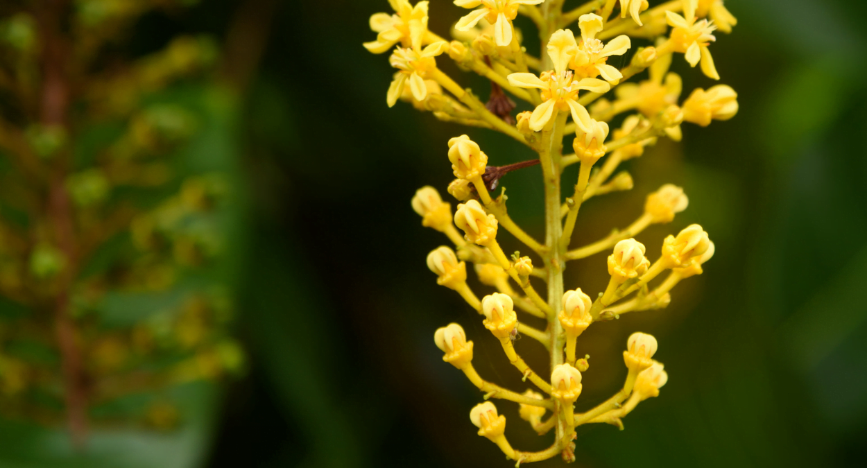 Lofantera da Amazônia (imagem: Canva)