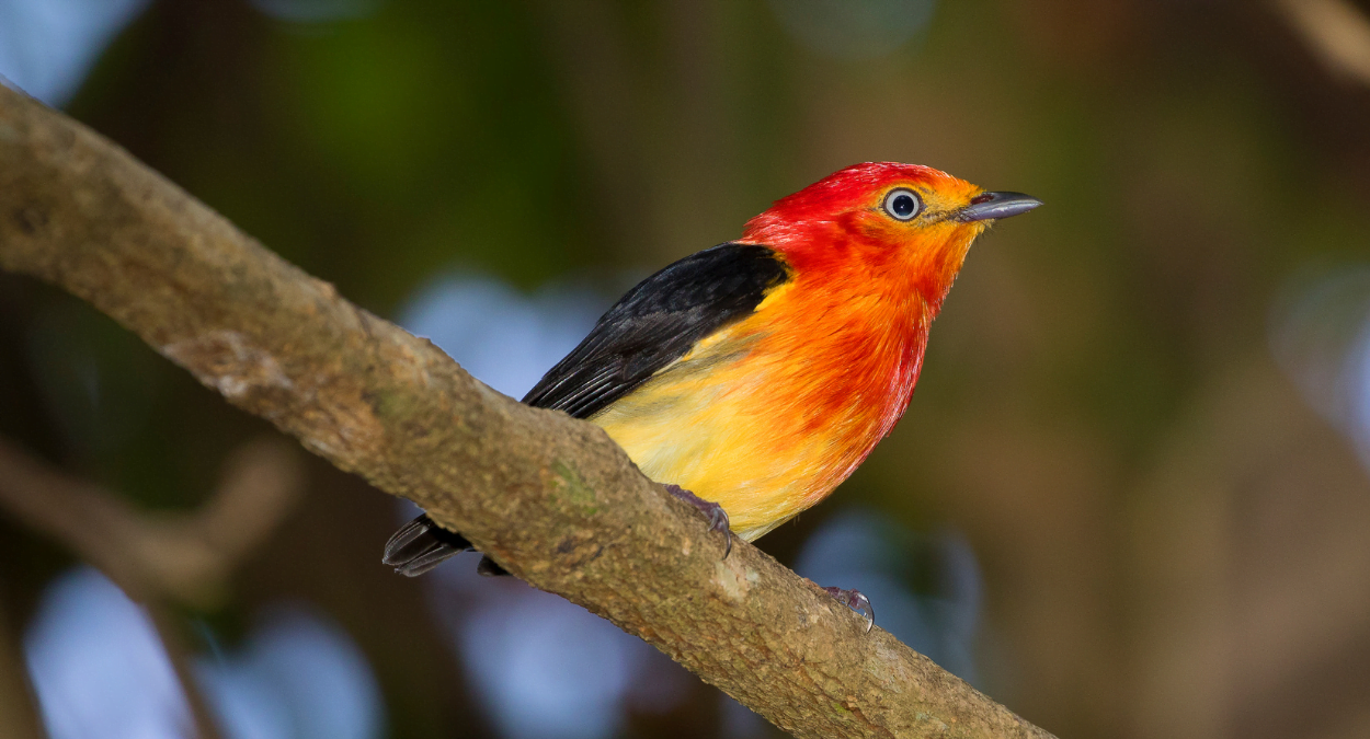 Lenda do Uirapuru - Pipra fasciicauda (imagem: Canva)