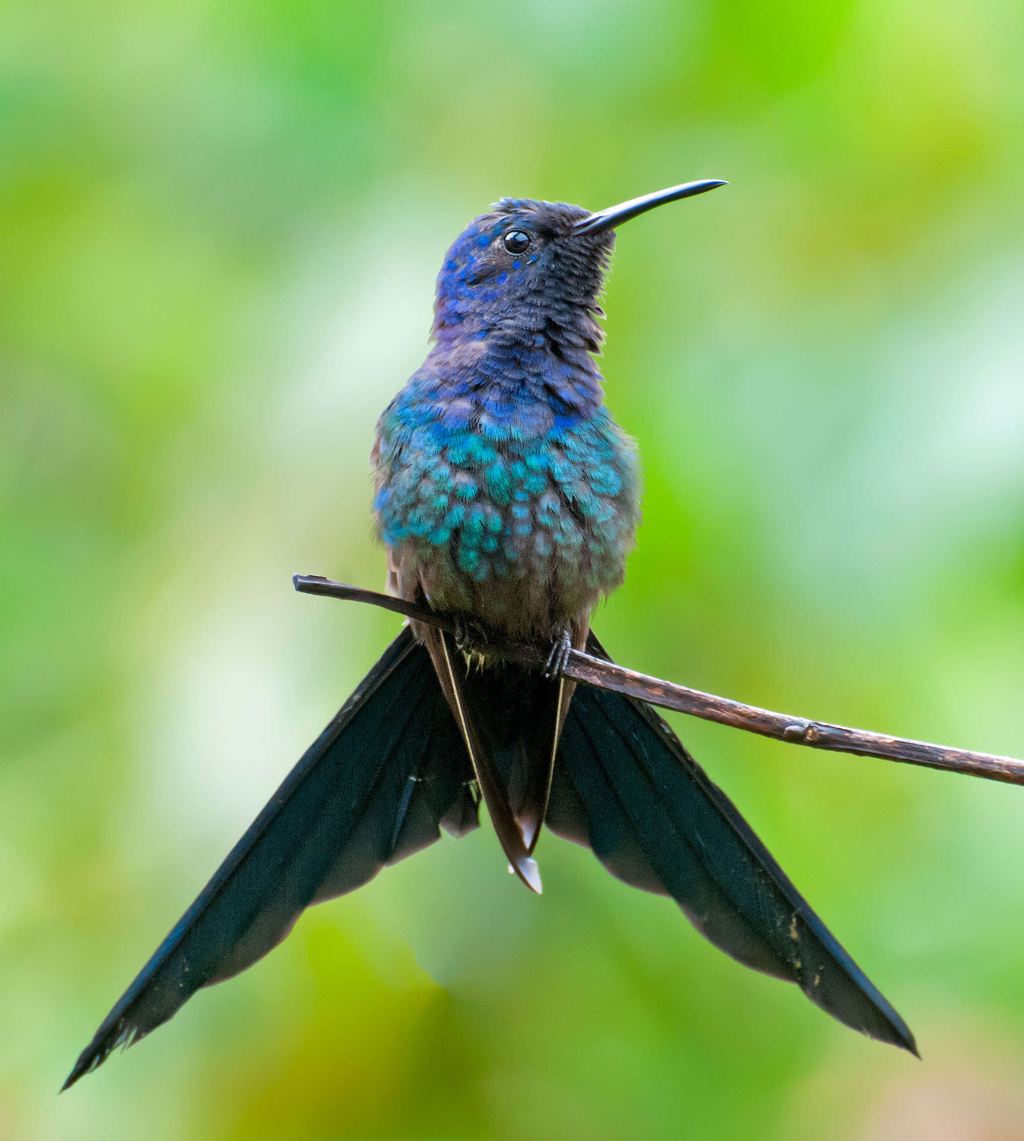 Beija-flor-tesoura (imagem: Wikimedia Commons)