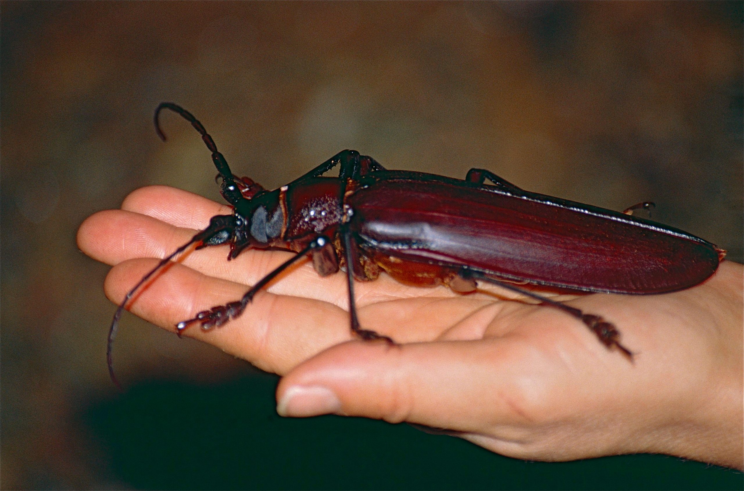 Besouro-gigante (imagem: Wikimedia Commons - Bernard Dopont)