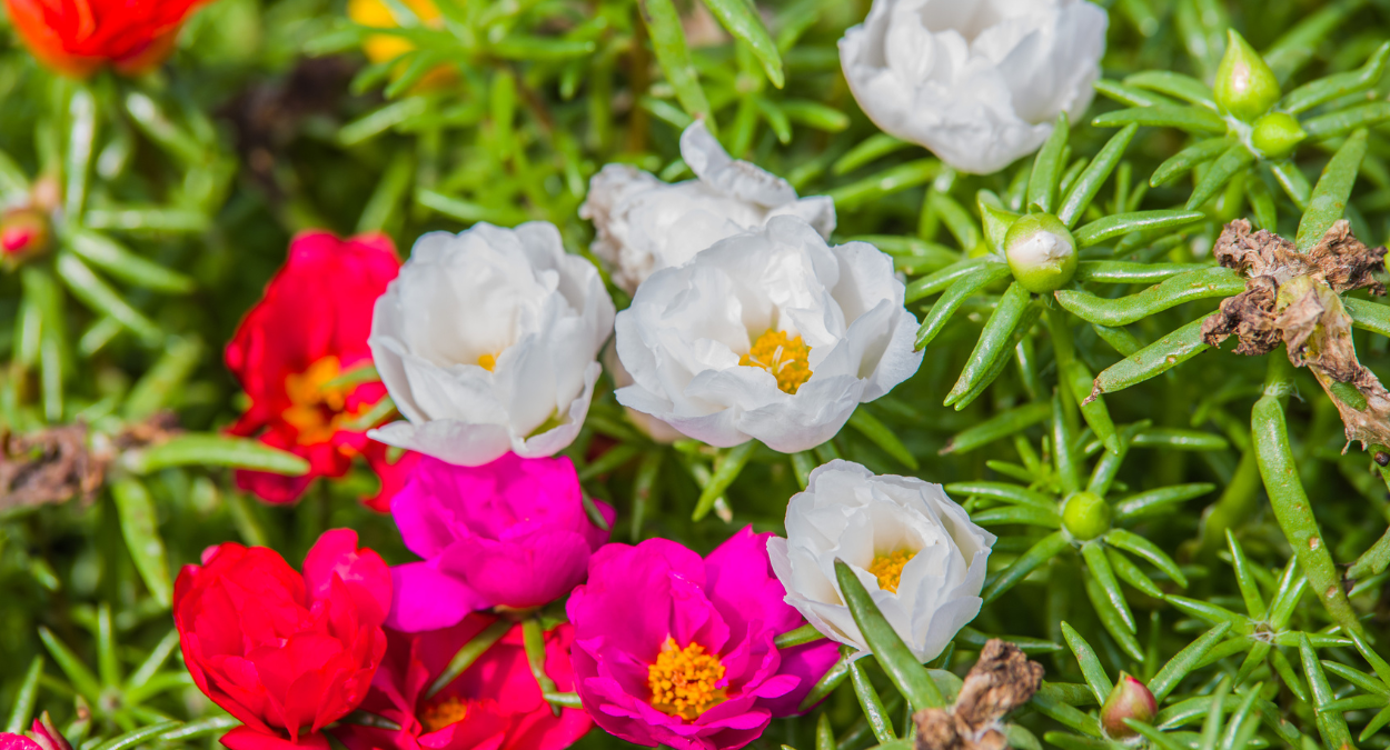 Flor onze-horas: plantinha colorida que enfeita os jardins