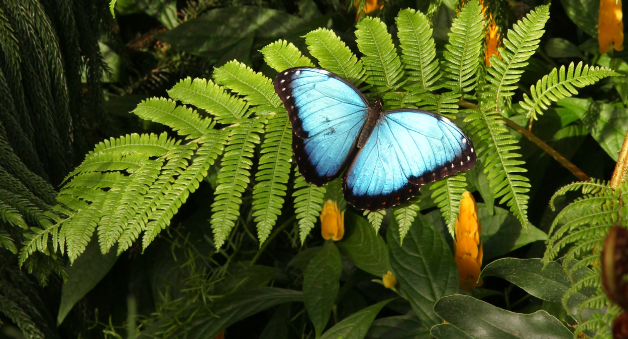 Borboleta capitão-do-mato (imagem: Canva)