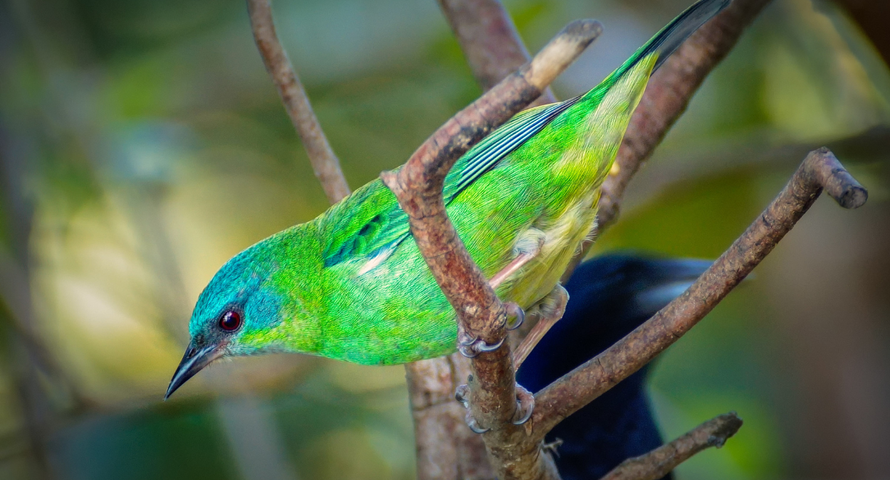 Dacnis cayana (imagem: Getty Images via Canva)