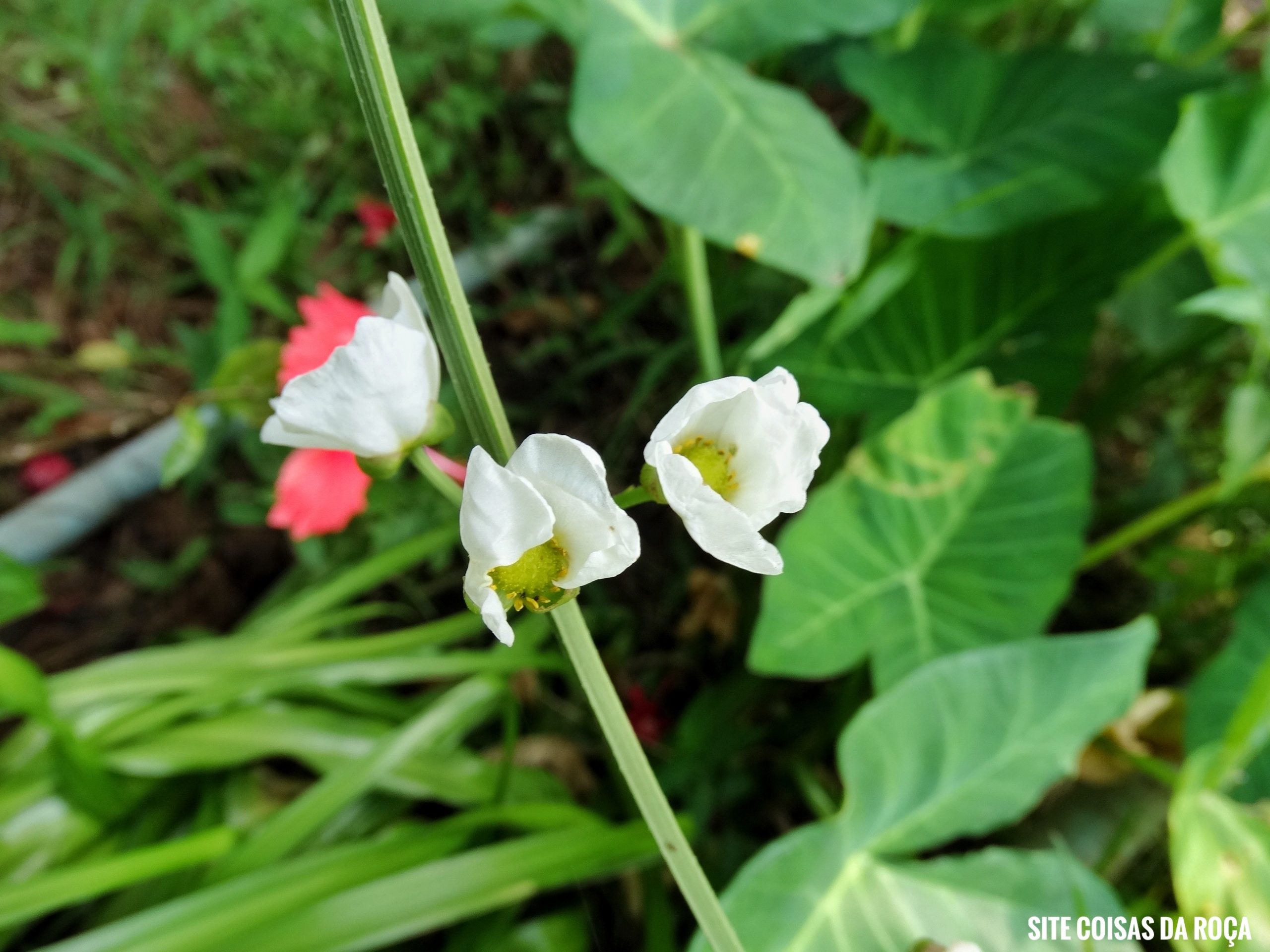 Flor do chapéu-de-couro (imagem: Evandro Marques - Site Coisas da Roça)