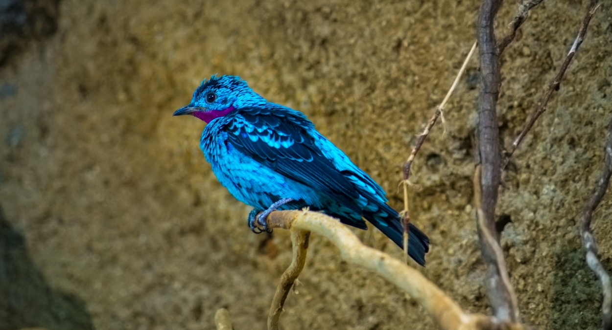 Anambé-azul (imagem: Canva)