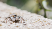 Aranhas papa-moscas: aranhas saltadoras que enxergam bem (imagem: Canva)