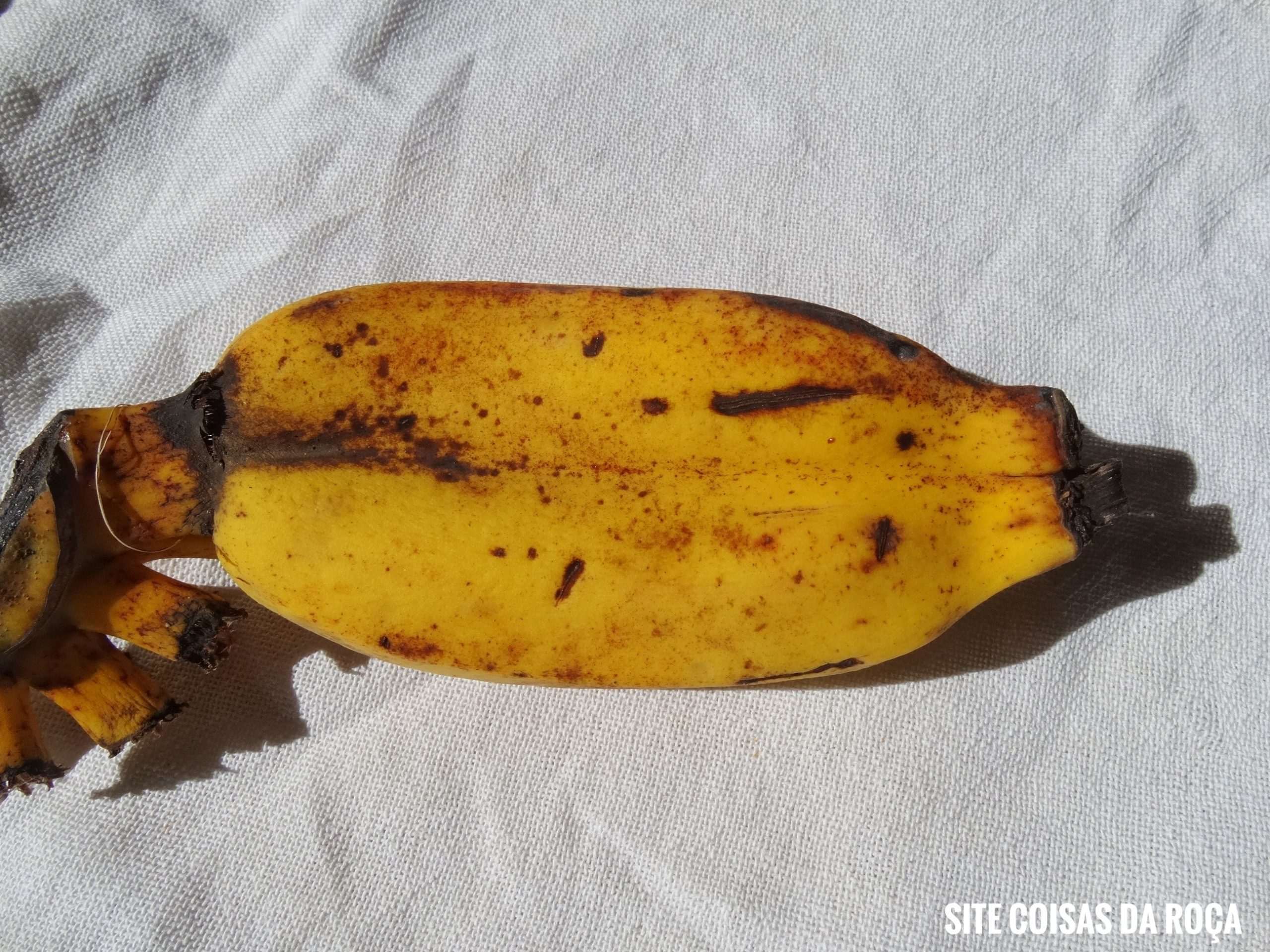 Banana gêmea (imagem: Evandro Marques)
