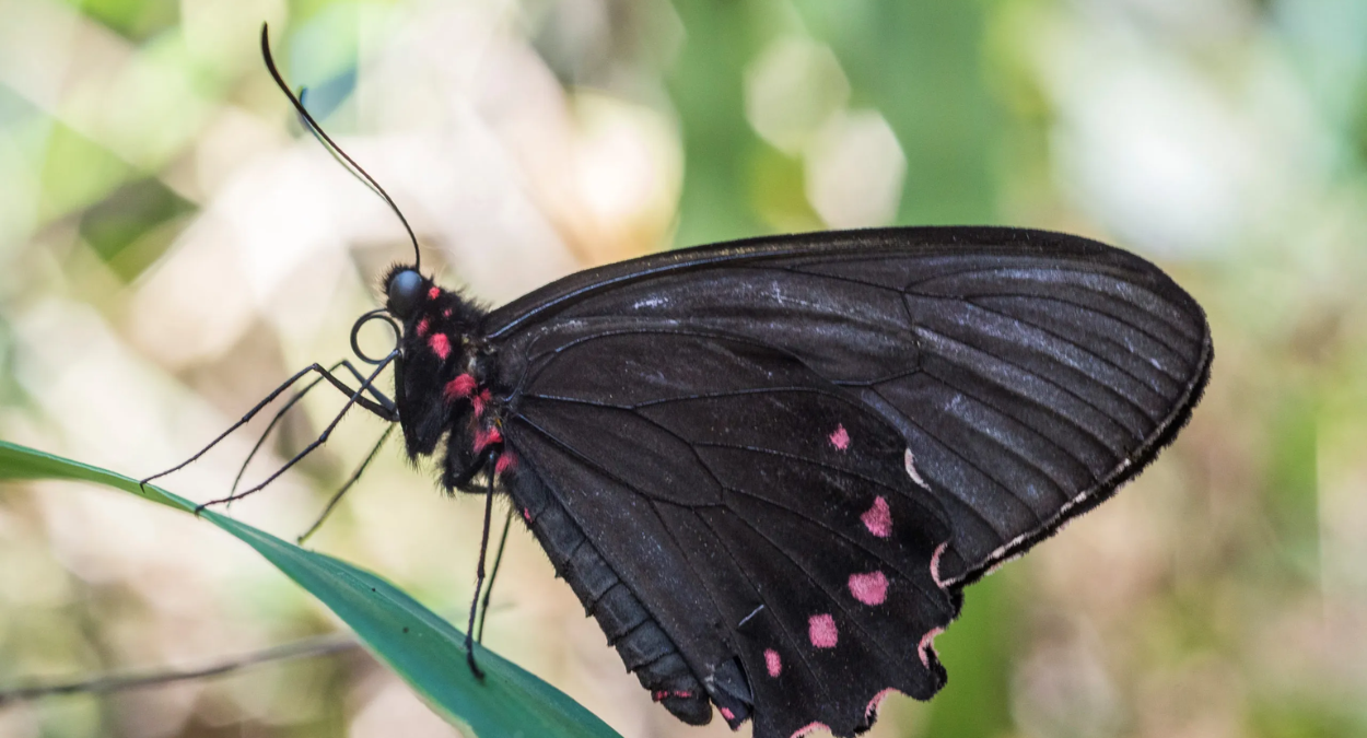 Borboleta ribeirinha (imagem: Reprodução)