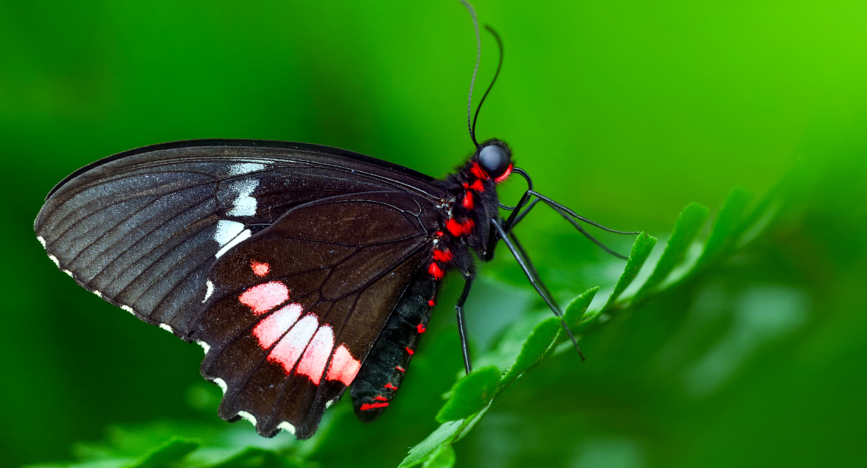 Parides aglaope (imagem: Canva)