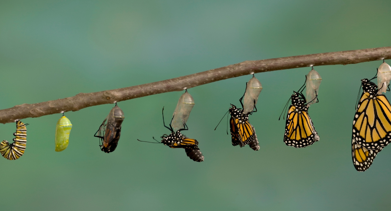 Borboleta-monarca (imagem: Canva)