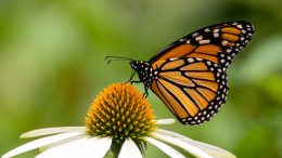 Borboleta-monarca, o invertebrado com a migração mais longa do mundo (imagem: Canva)