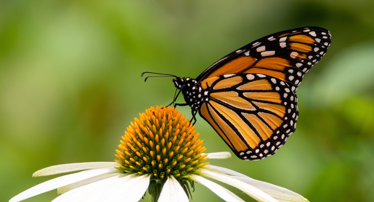 Borboleta-monarca (imagem: Canva)