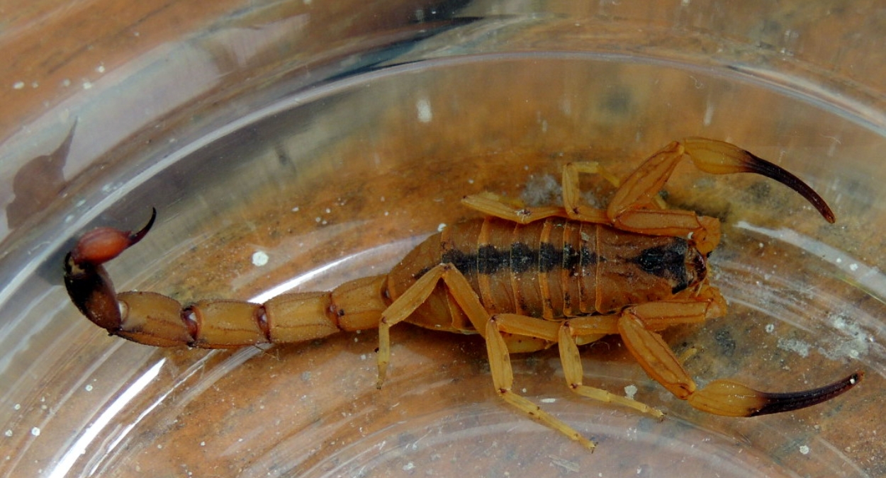 Escorpião-amarelo-do-nordeste (imagem: Wikimedia Commons)