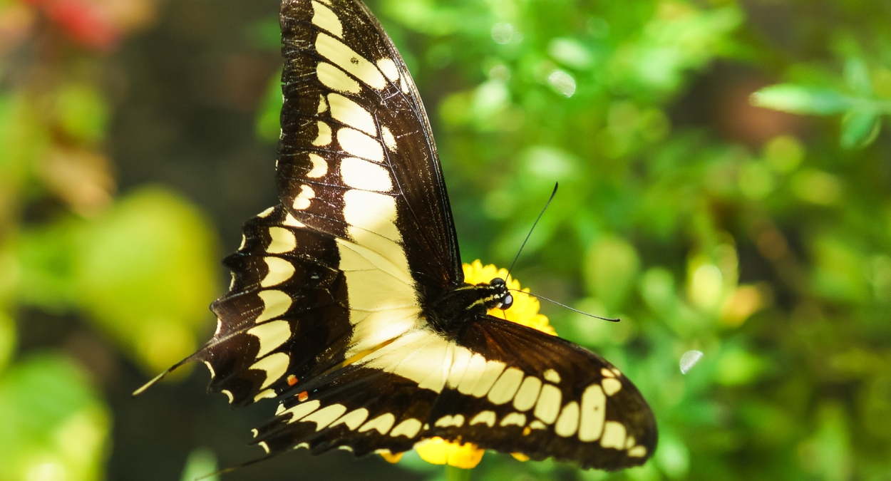 Borboleta caixão-de-defunto (imagem: Canva)