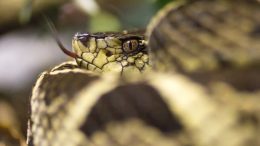 Jararacuçu, uma das serpentes mais peçonhentas do Brasil (imagem: Getty Images via Canva)