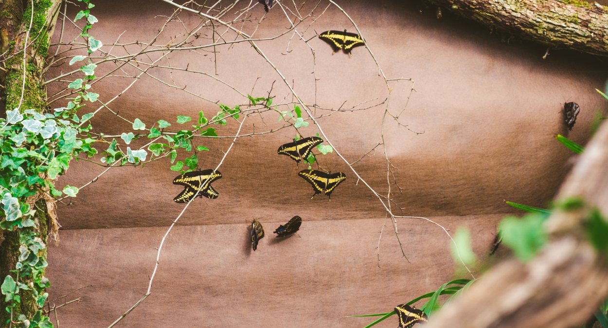 Papilio thoas (imagem: Canva)