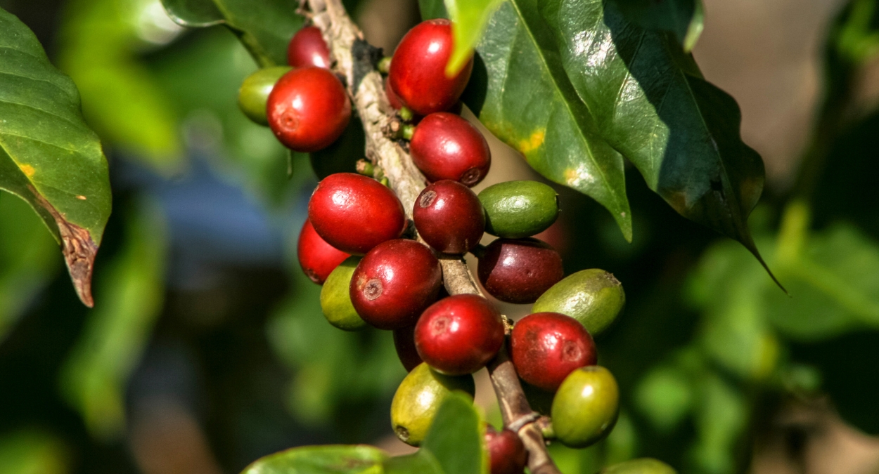 Semana Nacional da Cafeicultura Moderna 2023 (imagem: Canva)