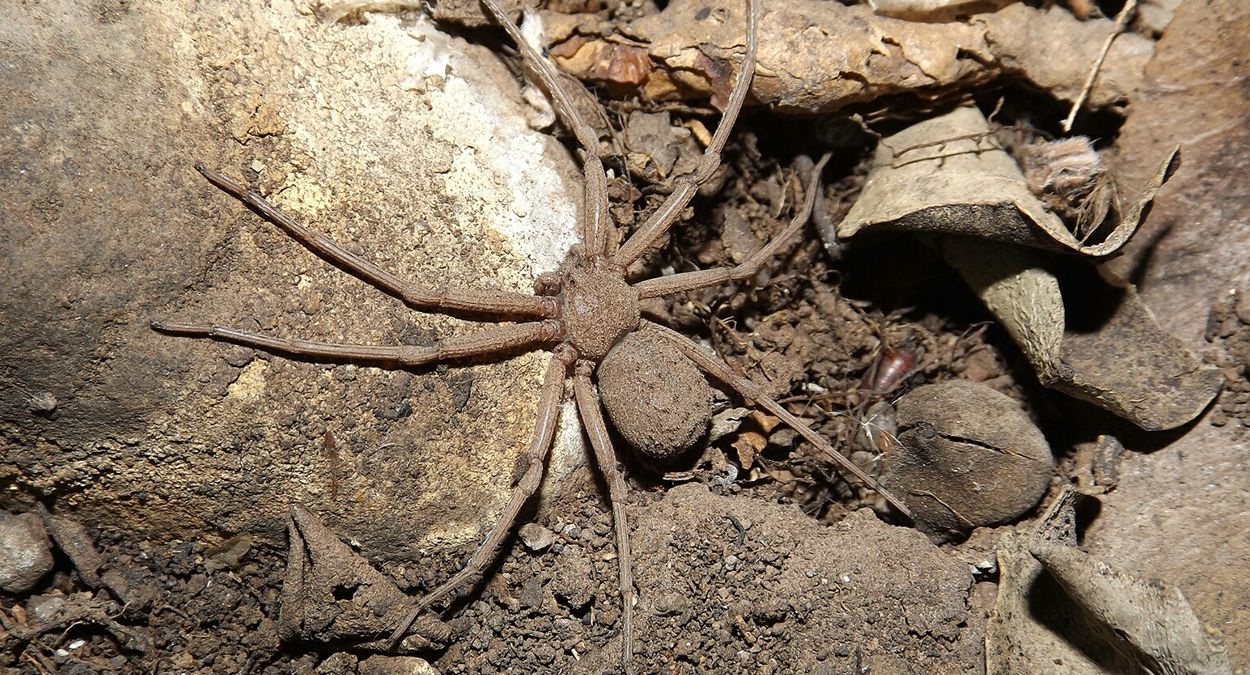 Aranha-da-areia (imagem: Wikimedia Commons)