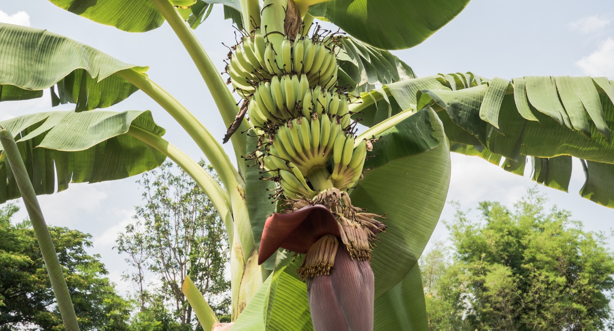 Bananeira (imagem: Canva)