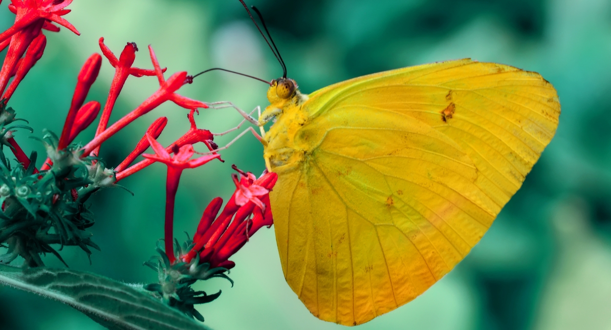 Borboleta-gema (imagem: Canva)