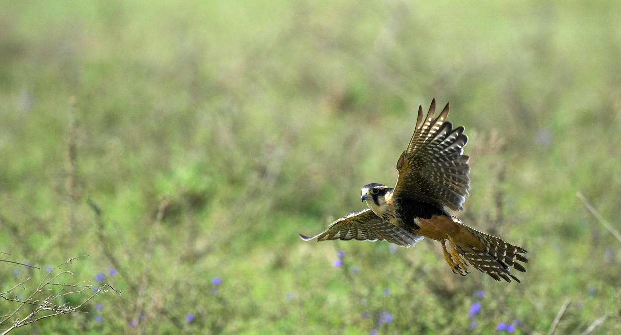 Falco femoralis (imagem: Getty Images via Canva)