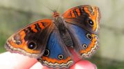 Borboleta olho-de-pavão-diurno, a borboleta que lembra Nossa Senhora (imagem: Reprodução/Wallpaper Flare)
