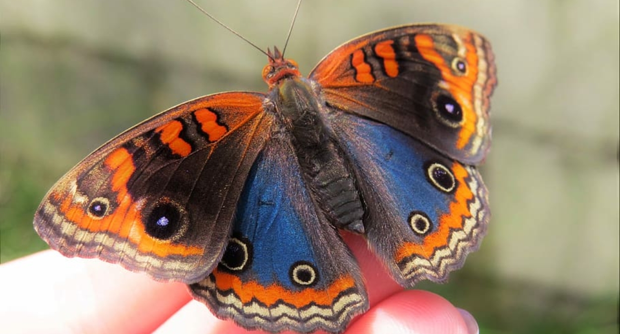 Borboleta olho-de-pavão-diurno (imagem: Reprodução/Wallpaper Flare)