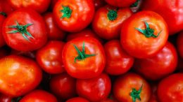 Festa do Tomate 2023 em Paty do Alferes começa nesta quarta, 7. Veja as atrações (imagem: Canva)