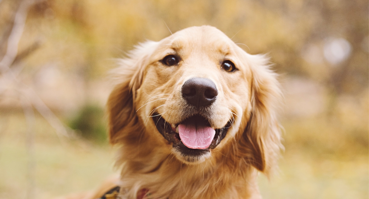 Golden Retriever (imagem: Getty Images via Canva)