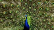 Pavão Azul, uma das aves mais bonitas do mundo (imagem: Canva)