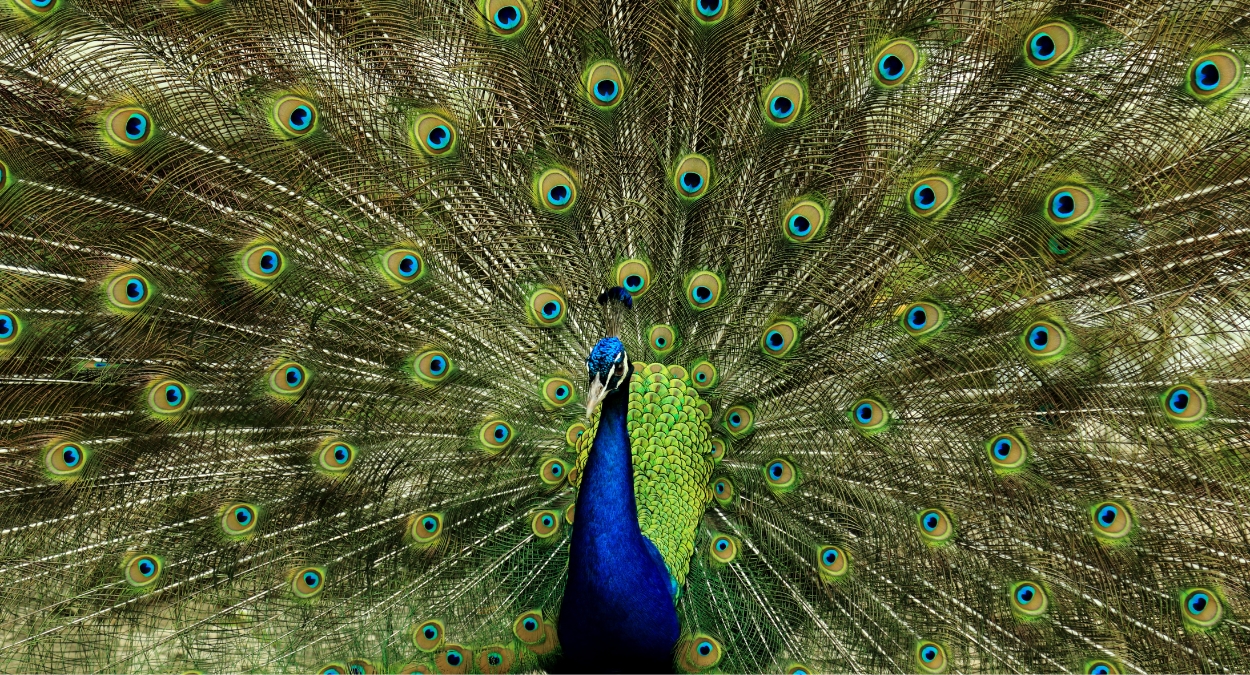 Pavão azul (imagem: Canva)